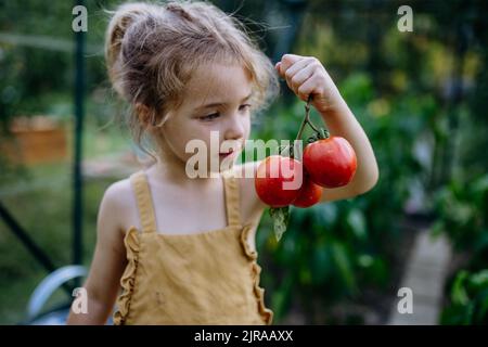 Petite fille récolte des tomates en serre Banque D'Images