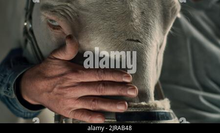 Joyeux homme âgé caressant et embrassant le cheval blanc tout en travaillant dans stable dans la journée Banque D'Images