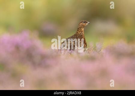 Foyer sélectif d'un tétras rouge se nourrissant de bruyère à la fin de l'été lorsque la bruyère est en pleine floraison avec une légère pluie tombant. Alerte et face à droite. Banque D'Images