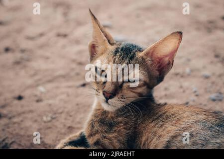 Gros plan d'un chaton endormi et errant Banque D'Images