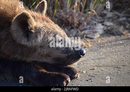 Décontracté mais alerte hyena cub garder un œil sur les menaces potentielles tout en se bronzant sur le bord de la route. Banque D'Images