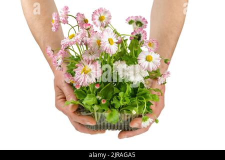 Les mains de l'homme tiennent la plantule rose en fleur dans un récipient en plastique isolé sur fond blanc. Planer avec des racines pour le jardin, fleur luxuriante pla Banque D'Images