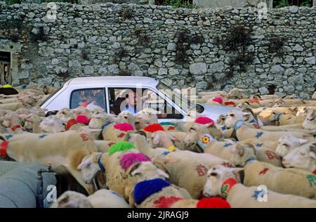 Laroque, dans le département d'Herault (sud de la France), 1992 : transhumance aux pâturages des hauts plateaux de la chaîne de montagnes des Cévennes. Sur le Banque D'Images