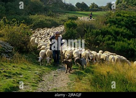 Les Plantaires, Gard (sud de la France), 1988 : troupeau sur le chemin du retour des pâturages d'été sur les hauts plateaux de la chaîne de montagnes des Cévennes. À TH Banque D'Images