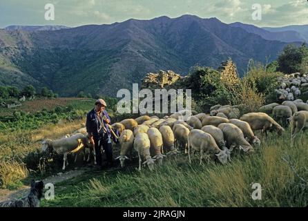 Les Plantaires, Gard (sud de la France), 1988 : troupeau sur le chemin du retour des pâturages d'été sur les hauts plateaux de la chaîne de montagnes des Cévennes. À TH Banque D'Images