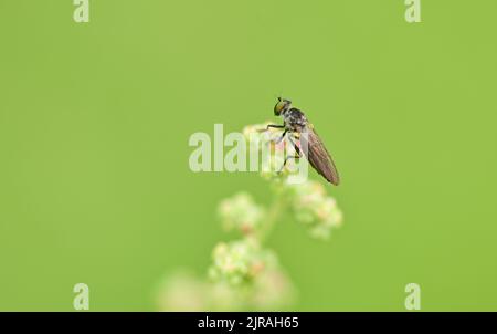 Un gros plan d'une mouche à gadgets sur une plante dans un champ vert Banque D'Images