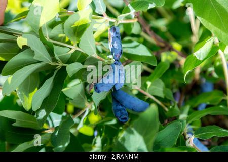 Branche de chèvrefeuille avec baies mûres bleues. Banque D'Images