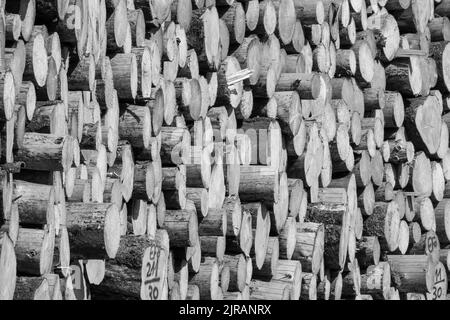 Une photo en noir et blanc d'une pile de bois d'épicéa scié dans une forêt en plein soleil Banque D'Images