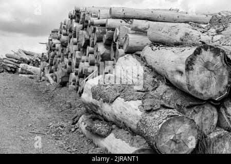 Une photo en noir et blanc d'une pile de bois d'épicéa scié dans une forêt en plein soleil Banque D'Images