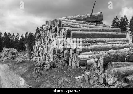 Une photo en noir et blanc d'une pile de bois d'épicéa scié dans une forêt en plein soleil Banque D'Images