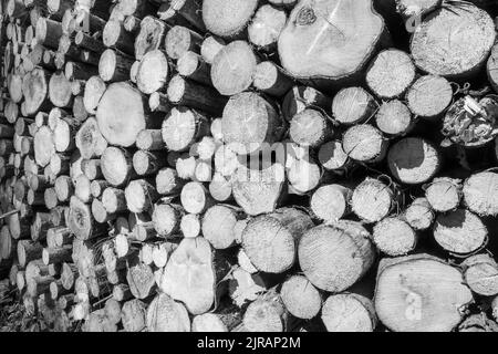 Une photo en noir et blanc d'une pile de bois d'épicéa scié dans une forêt en plein soleil Banque D'Images