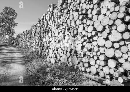 Une photo en noir et blanc d'une pile de bois d'épicéa scié dans une forêt en plein soleil Banque D'Images