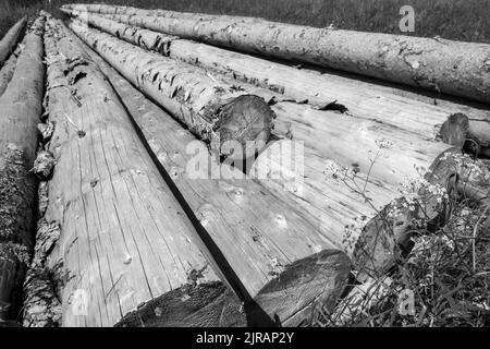 Une photo en noir et blanc d'une pile de bois d'épicéa scié dans une forêt en plein soleil Banque D'Images