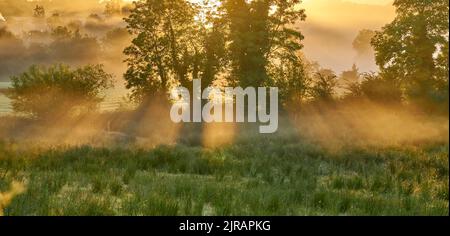 Un lever de soleil magique à travers un arbre le matin brumeux en Irlande. Banque D'Images