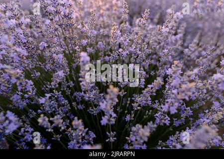 Plantes de lavande pourpres dans le champ Banque D'Images