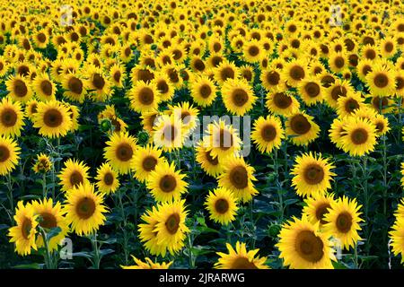 Des tournesols fleurissent dans le champ d'été Banque D'Images