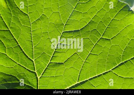 Arrière-plan macro des nervures des feuilles vertes. Feuille de citrouille en gros plan. Banque D'Images