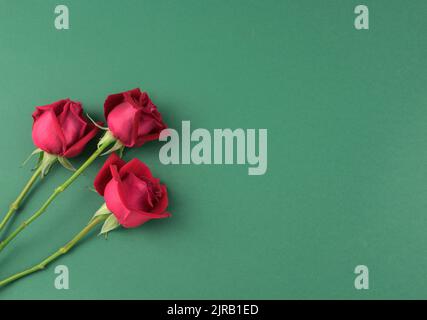 Rouge rose fleur tige bouquet plat déposer vue du dessus sur neutre vert foncé propre texture minimale résumé arrière-plan avec espace. Banque D'Images