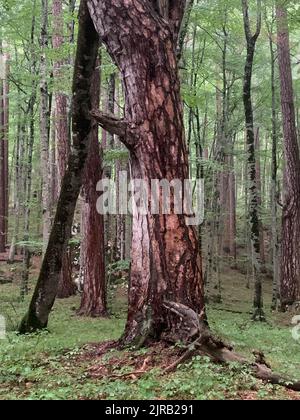 Réserve forestière de Crna poda. Vieux Pinus nigra dans le canyon de la rivière Tara, au Monténégro. Pins jusqu'à 400 ans, photo prise après de fortes pluies Banque D'Images