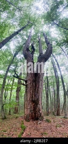 Réserve forestière de Crna poda. Vieux Pinus nigra dans le canyon de la rivière Tara, au Monténégro. Pins jusqu'à 400 ans, photo prise après de fortes pluies Banque D'Images