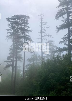 Réserve forestière de Crna poda. Vieux Pinus nigra dans le canyon de la rivière Tara, au Monténégro. Pins jusqu'à 400 ans, photo prise après de fortes pluies Banque D'Images