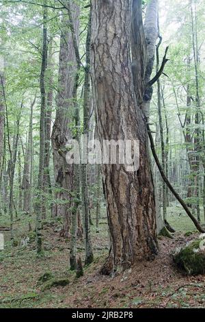 Pinus nigra, vieux arbres dans la réserve naturelle de Crna poda Banque D'Images