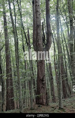 Réserve forestière de Crna poda. Vieux Pinus nigra dans le canyon de la rivière Tara, au Monténégro. Pins jusqu'à 400 ans, photo prise après de fortes pluies Banque D'Images