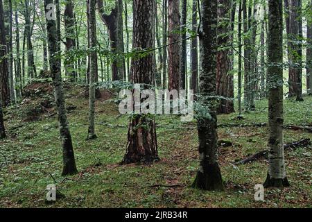 Réserve forestière de Crna poda. Vieux Pinus nigra dans le canyon de la rivière Tara, au Monténégro. Pins jusqu'à 400 ans, photo prise après de fortes pluies Banque D'Images