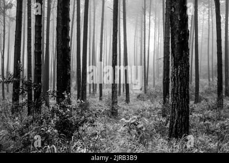 La forêt sinistre Banque D'Images