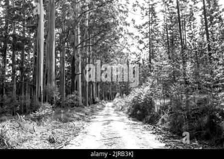 Route traversant les plantations de Magoebaskloof, Afrique du Sud, en noir et blanc. Banque D'Images