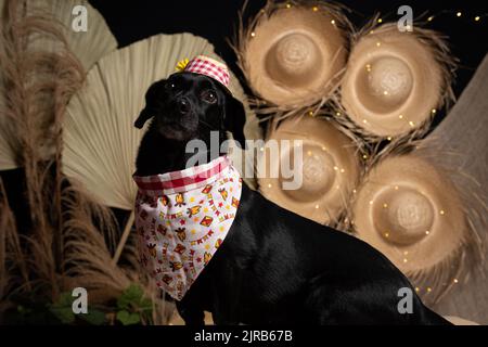 Un mignon chiot noir portant des vêtements colorés et assis sur une table en bois Banque D'Images