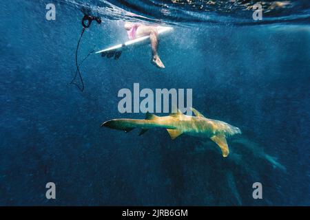 Surfeur assis à la planche de surf au-dessus des requins nourrices en mer Banque D'Images