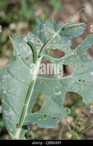 Petits chenilles blanches ou blanches de chou (Pieris rapae) et grandes chenilles blanches ou blanches de chou (Pieris brassicae) sur le brocoli gerant, Berkshire, Banque D'Images