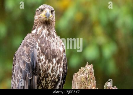 Alaska, forêt nationale de Tongass, ruisseau Anan. Aigle à tête blanche immature (SAUVAGE : Haliaeetus leucocephalus) Banque D'Images