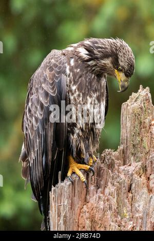 Alaska, forêt nationale de Tongass, ruisseau Anan. Aigle à tête blanche immature (SAUVAGE : Haliaeetus leucocephalus) Banque D'Images