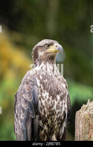 Alaska, forêt nationale de Tongass, ruisseau Anan. Aigle à tête blanche immature (SAUVAGE : Haliaeetus leucocephalus) Banque D'Images