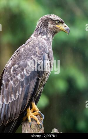 Alaska, forêt nationale de Tongass, ruisseau Anan. Aigle à tête blanche immature (SAUVAGE : Haliaeetus leucocephalus) Banque D'Images