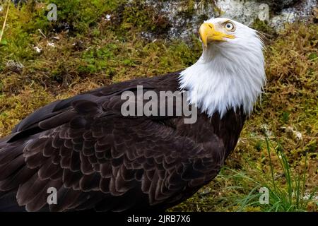 Alaska, forêt nationale de Tongass, ruisseau Anan. Aigle à tête blanche (SAUVAGE : Haliaeetus leucocephalus) Banque D'Images