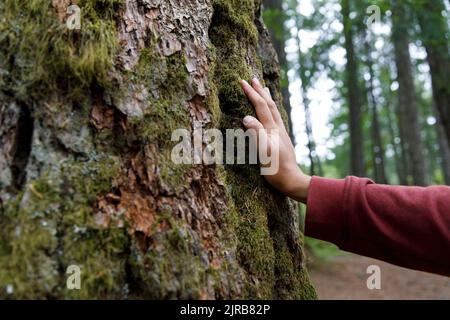 Main de l'homme touchant le tronc d'arbre couvert de mousse dans la forêt Banque D'Images