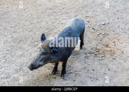 Portrait de planches sauvages, de porcs, de porcs, de sus scrofa debout sur des terres de sable. Arrière-plan animal sauvage Banque D'Images