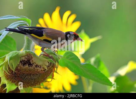 Le doré européen (Carduelis carduelis) perching sur le tournesol Banque D'Images