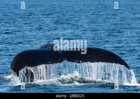 États-Unis, se Alaska, près de Sail Island. Baleine à bosse (Megaptera novaeangliae) montrant la queue. Banque D'Images