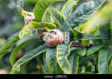 Medlar, Mespilus germanica, fruits mûrs et feuilles Banque D'Images