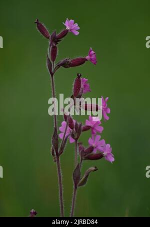 Un plan vertical de fleurs violettes en fleurs Viscaria vulgaris isolées dans un fond vert de nature Banque D'Images