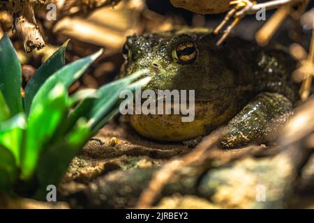 Ouaouaron africain (Pyxicephalus adspersus) en attente de proies Banque D'Images