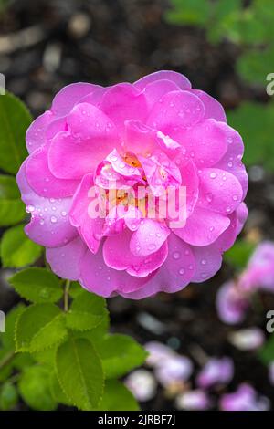 Floraison «Royal Jubilee» Rose anglaise Banque D'Images