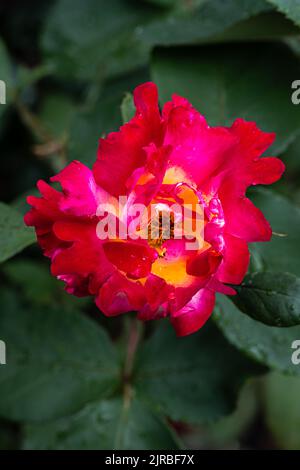 Floraison ‘Unset Horizon’ Floribunda Rose Banque D'Images