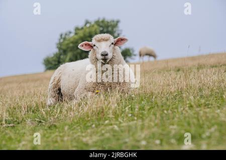 Portrait de mouton reposant sur le lévee Banque D'Images