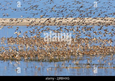 Troupeau de godwits à queue de bar (Limosa lapponica) et de noeuds rouges (Calidris canutus) atterrissant dans une zone humide / mudplate, parc national de la mer des Wadden, Frise du Nord, Allemagne Banque D'Images