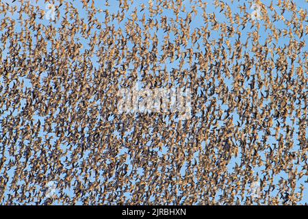 Un énorme troupeau de godwits à queue de bar (Limosa lapponica) et de noeuds rouges (Calidris canutus) volant contre le ciel bleu le long de la côte de la mer du Nord au printemps Banque D'Images